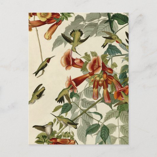 Carte Postale Oiseau-colibri Ruby à émission d'Audubon (Devant)