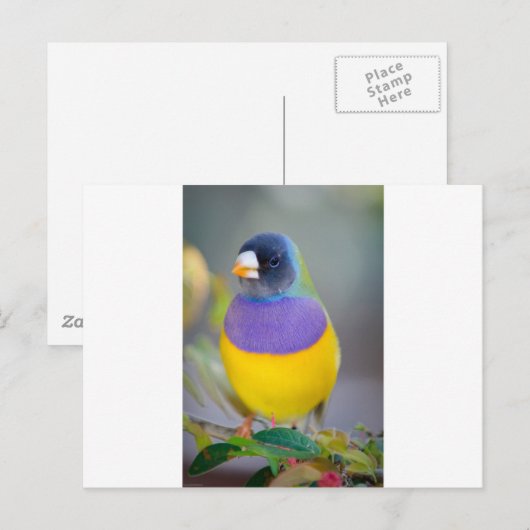 Carte Postale Oiseau coloré (Devant / Derrière)