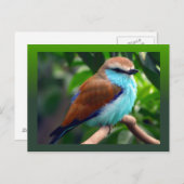 Carte Postale Oiseau coloré (Devant / Derrière)