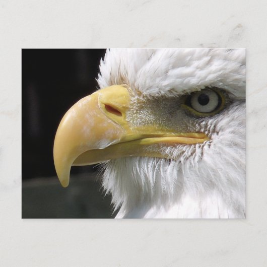 CARTE POSTALE OISEAU D'AGLE (Devant)