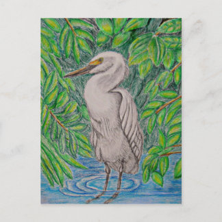 Carte Postale Oiseau d'aigrettes