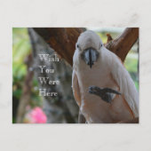 Carte Postale Oiseau dans l'arbre Kauai (Devant)