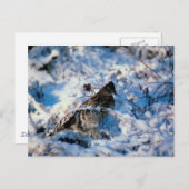 Carte Postale Oiseau Dans Les Branches Neiges (Devant / Derrière)