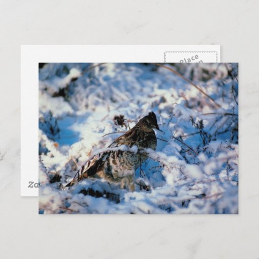 Carte Postale Oiseau Dans Les Branches Neiges (Devant / Derrière)