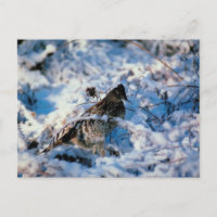 Oiseau Dans Les Branches Neiges