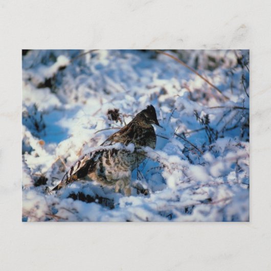 Carte Postale Oiseau Dans Les Branches Neiges (Devant)