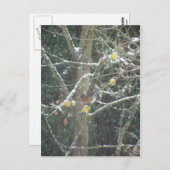 Carte Postale oiseau dans un arbre d'hiver (Devant / Derrière)