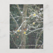 Carte Postale oiseau dans un arbre d'hiver (Devant)