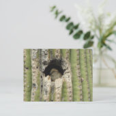 Carte Postale Oiseau dans un nid de Saguaro (Debout devant)