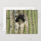 Carte Postale Oiseau dans un nid de Saguaro (Devant / Derrière)