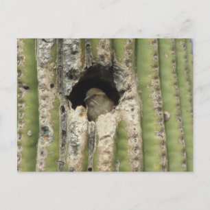 Carte Postale Oiseau dans un nid de Saguaro