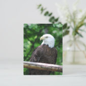 Carte postale Oiseau de Bald Eagle (Debout devant)