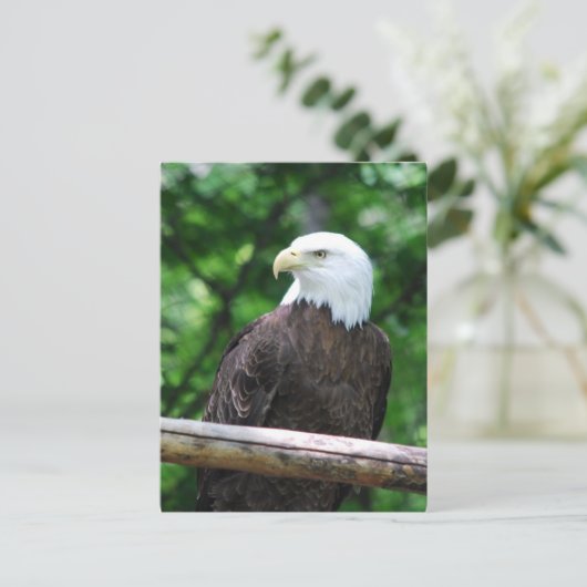 Carte postale Oiseau de Bald Eagle (Debout devant)