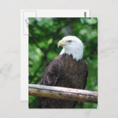 Carte postale Oiseau de Bald Eagle (Devant / Derrière)