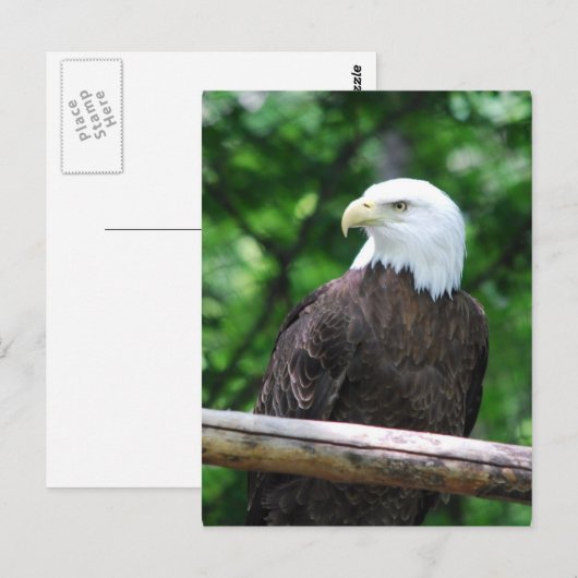 Carte postale Oiseau de Bald Eagle (Devant / Derrière)