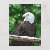 Carte postale Oiseau de Bald Eagle (Devant)