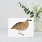 Carte Postale Oiseau de caille réaliste (Debout devant)