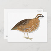 Carte Postale Oiseau de caille réaliste (Devant / Derrière)