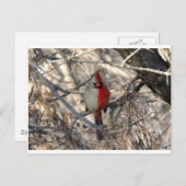 Carte Postale Oiseau de cardinal de Hermaphadite (Devant / Derrière)