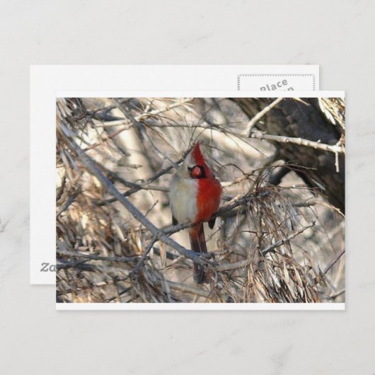 Carte Postale Oiseau de cardinal de Hermaphadite (Devant / Derrière)