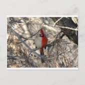 Carte Postale Oiseau de cardinal de Hermaphadite (Devant)