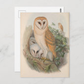 Carte postale Oiseau de Chouette vintage (Devant / Derrière)