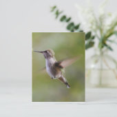 Carte postale Oiseau de colibri peint (Debout devant)