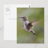 Carte postale Oiseau de colibri peint (Devant / Derrière)