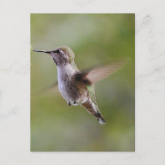 Carte postale Oiseau de colibri peint