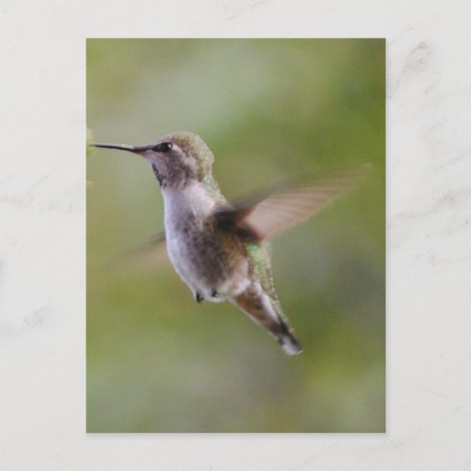 Carte postale Oiseau de colibri peint (Devant)