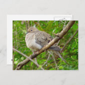 Carte postale Oiseau de colombe en deuil (Devant / Derrière)