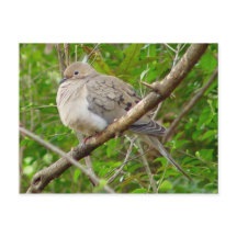 Carte postale Oiseau de colombe en deuil
