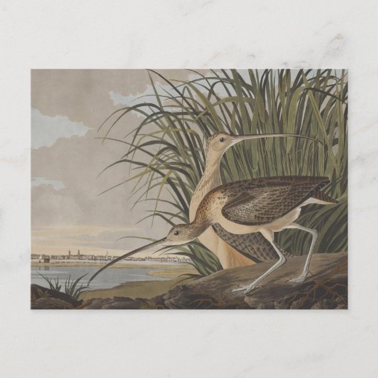 Carte Postale Oiseau de Courlis à long bec Audubon (Devant)