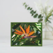 Carte Postale Oiseau de fleur de paradis (Debout devant)