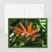 Carte Postale Oiseau de fleur de paradis (Devant / Derrière)