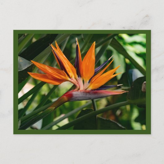 Carte Postale Oiseau de fleur de paradis (Devant)