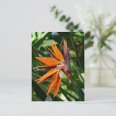Carte Postale Oiseau de fleur de paradis. (Debout devant)