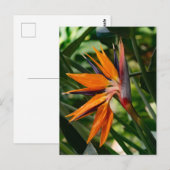 Carte Postale Oiseau de fleur de paradis. (Devant / Derrière)