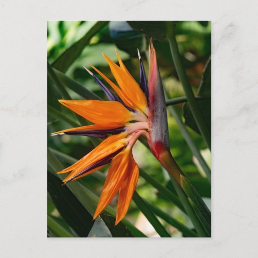 Carte Postale Oiseau de fleur de paradis. (Devant)