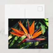 Carte Postale Oiseau de fleur de paradis. (Devant / Derrière)