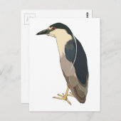 Carte Postale Oiseau de héros de nuit à couronne noire (Devant / Derrière)
