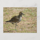 Carte Postale Oiseau de Kauai Hawaii sur l'herbe Penser à vous (Devant)