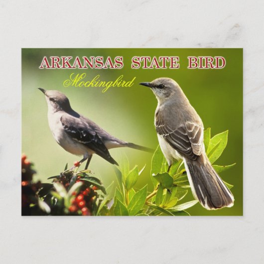 Carte Postale Oiseau de l'Arkansas - Mockingbird (Devant)