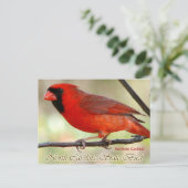 Carte Postale Oiseau de l'État de Caroline du Nord - Cardinal ro (Debout devant)