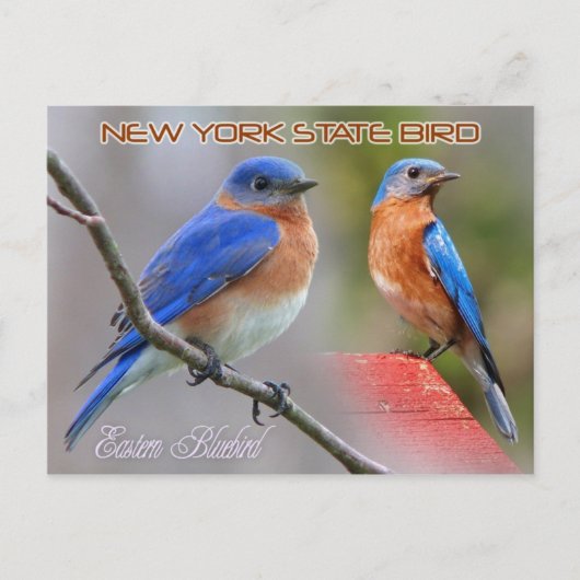 Carte Postale Oiseau de l'État de New York - Oiseau bleu de l'Es (Devant)