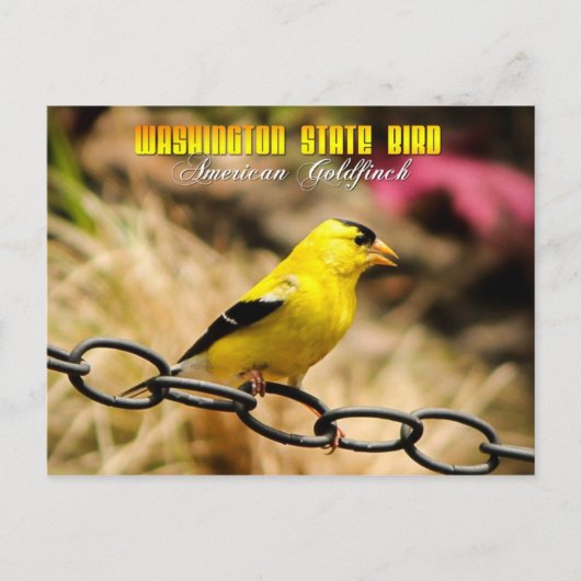Carte Postale Oiseau de l'État de Washington - Goldfinch américa (Devant)