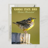 Carte Postale Oiseau de l'État du Kansas - Meadowlark occidental (Devant / Derrière)