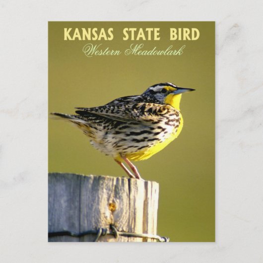 Carte Postale Oiseau de l'État du Kansas - Meadowlark occidental (Devant)