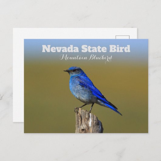 Carte Postale Oiseau de l'État du Nevada (Devant / Derrière)