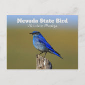 Carte Postale Oiseau de l'État du Nevada (Devant)